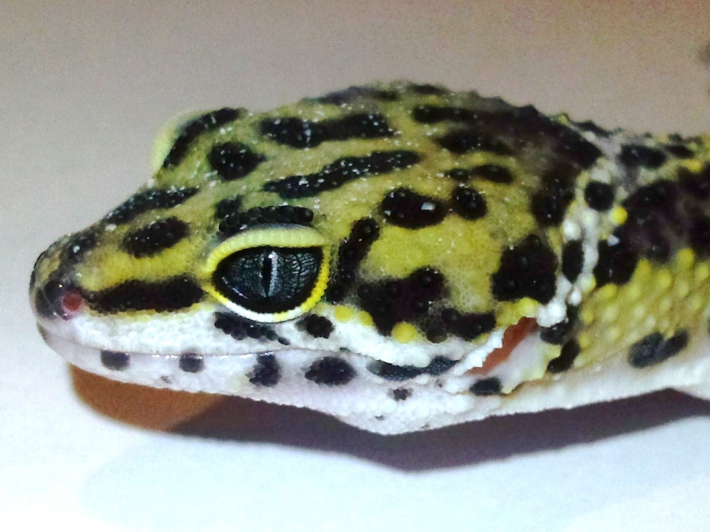 Schöne Leopardgeckos in Raum Frankfurt abzugeben. - Reptilien - Frankfurt am Main