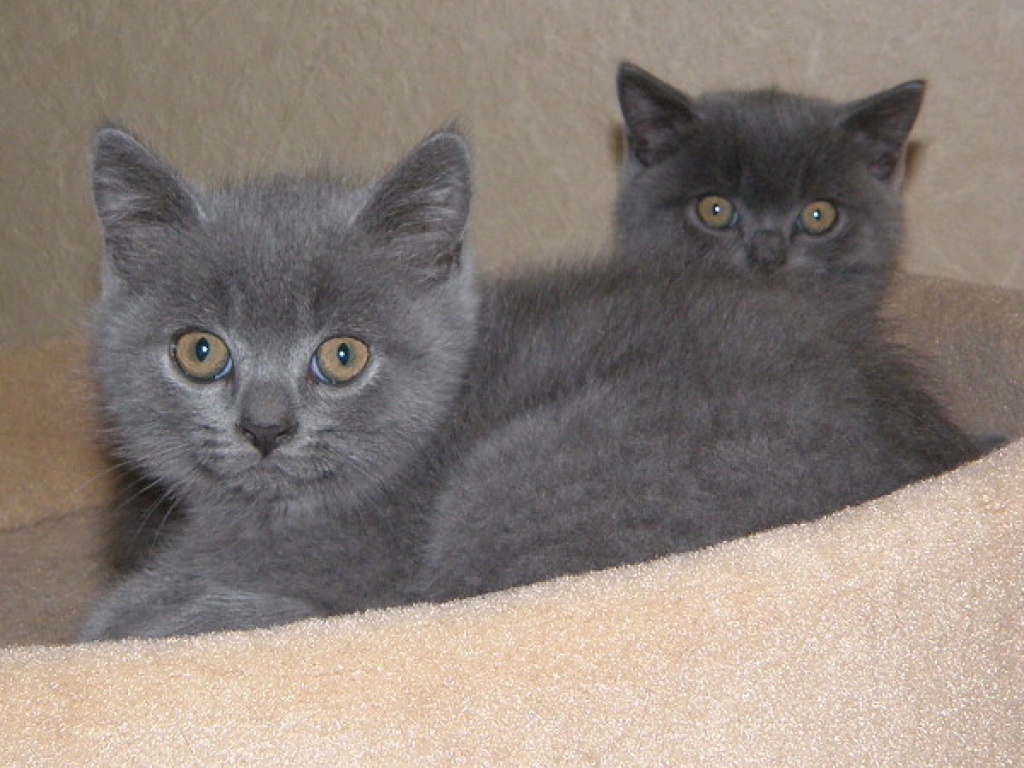 BKH-Katzenkinder - Katzen - Ringenhain