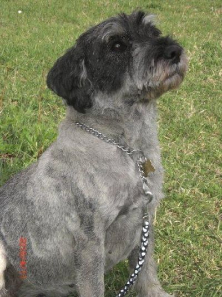 Zita sucht ein neues Zuhause!!! - Hunde - Nürnberg