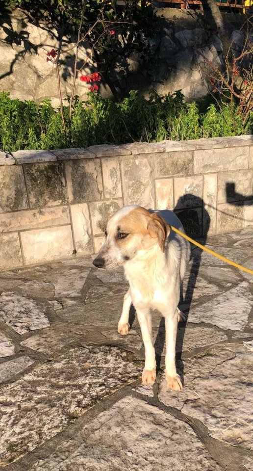 Wer verliebt sich in die wunderschöne Mila - Hunde - Dessau-Roßlau