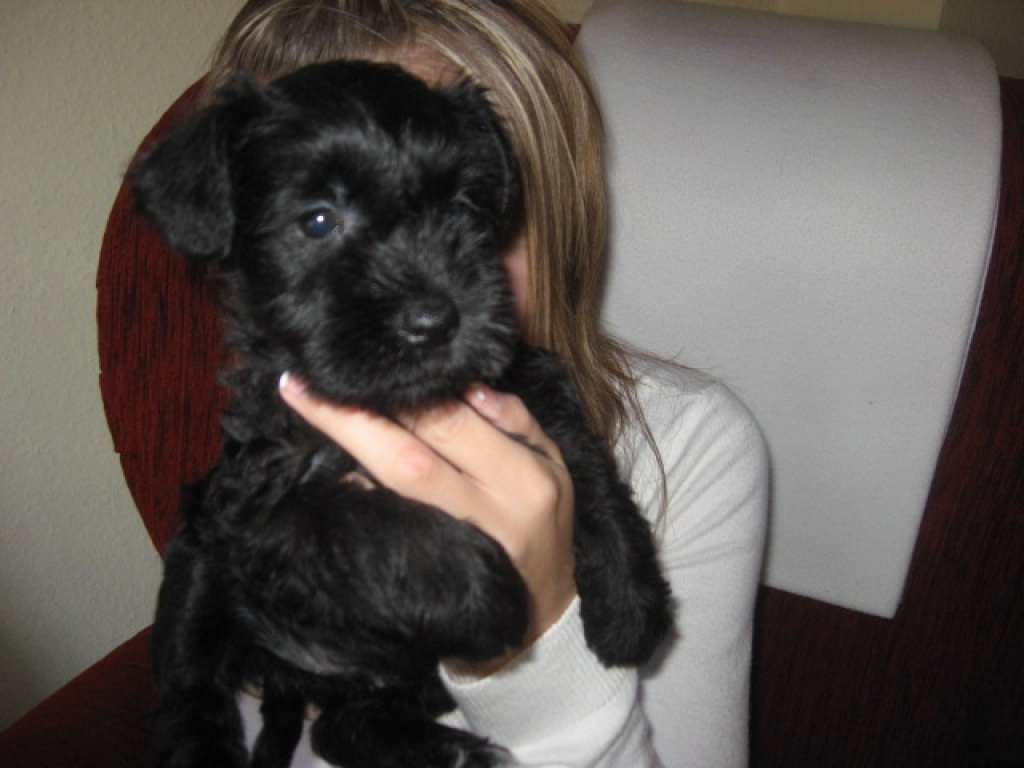 Zwergschnauzer - Welpen - Hunde - Apen