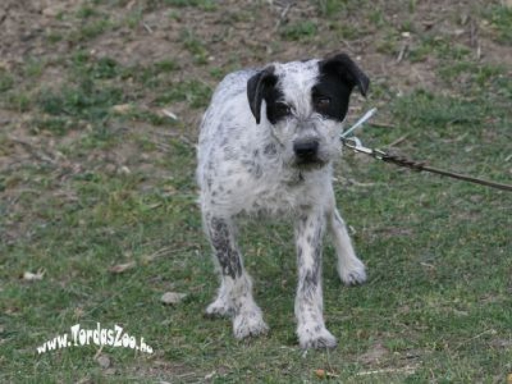 Peterle Schnauzer Mix - Hunde - Pflegestelle
