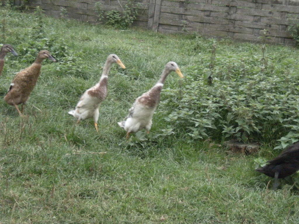 Junge laufentenerpel günstig abzugeben - Nutztiere - Korschenbroich