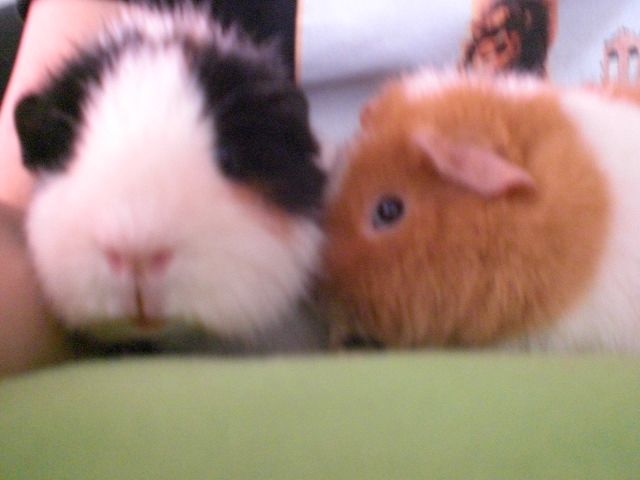 2 Süße Meerschweinchenböckchen in liebevolle Hände abzugeben!!! - Meerschweinchen - Berlin