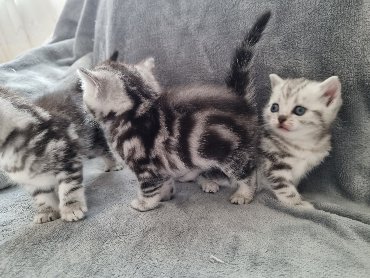 BKH Silver Tabby Kitten Reinrassig - Katzen - Nordwalde