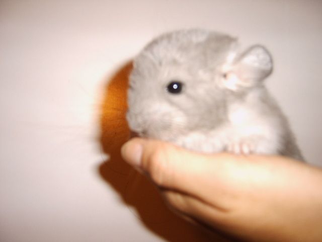 Chinchilla Familie - Sonst Nagetiere - Bremen