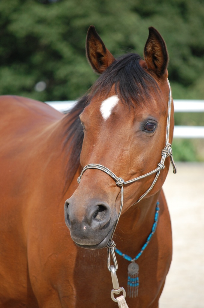 Hallo, ich bin die Moriah... - Pferde - Schwelm