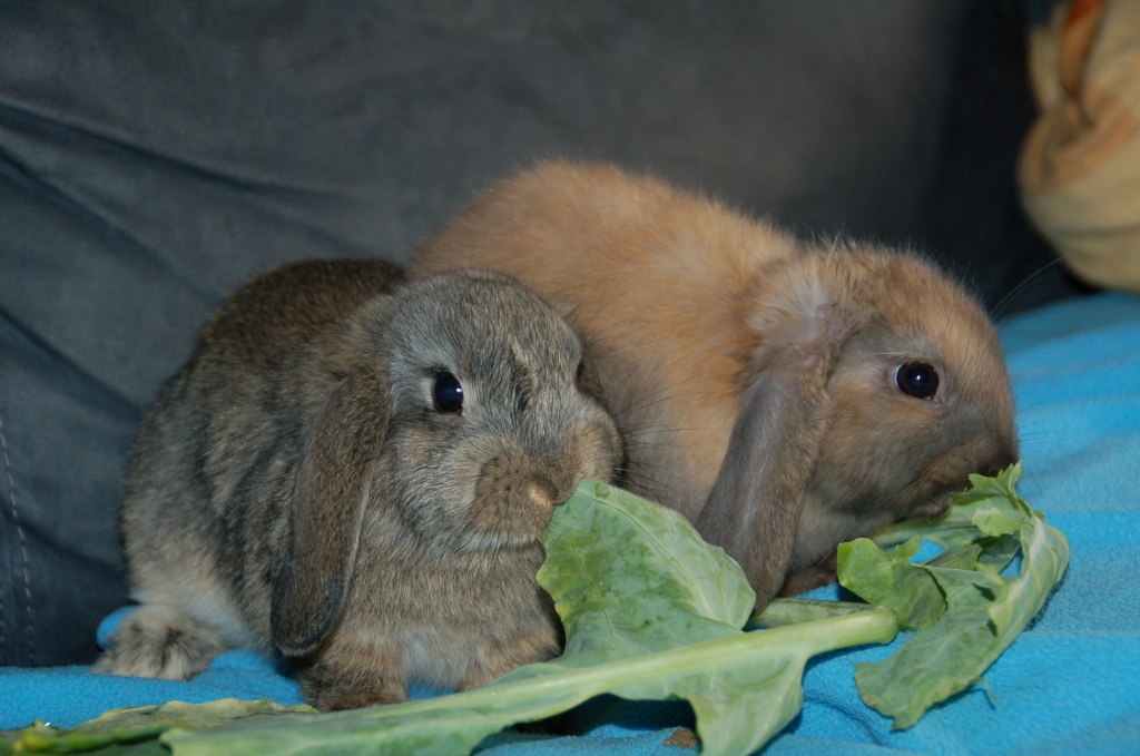 Süße Zwergwidder Kinder suchen ein gutes Zuhause ! - Nagetiere - Siegen