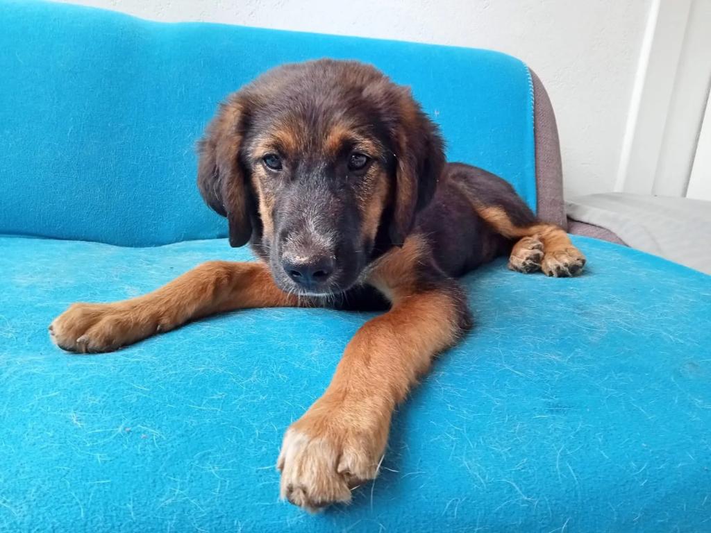 Orpheo - vorgemerkt - Hunde - Recklinghausen