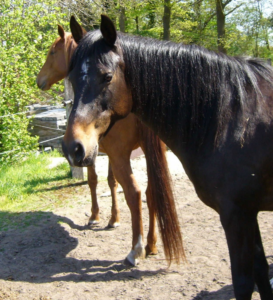 Biete kostenlose Rb - Pferde - Itterbeck