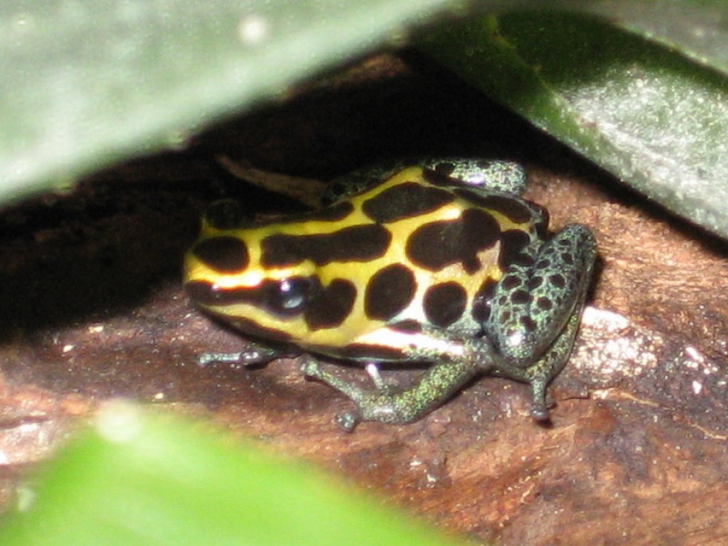 Dendrobates Ventrimaculatus - Amphibien - Muggensturm