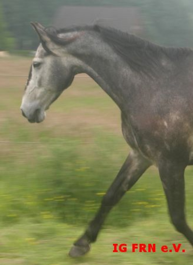 RB für Andalusier gesucht - Pferde - Wachtendonk