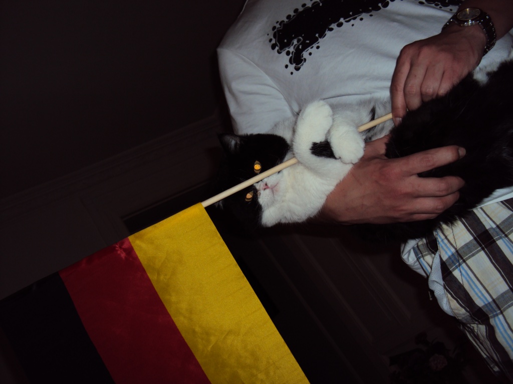 Süßer Persa-Hauskater sucht Katze zum Decken - Katzen - Berlin