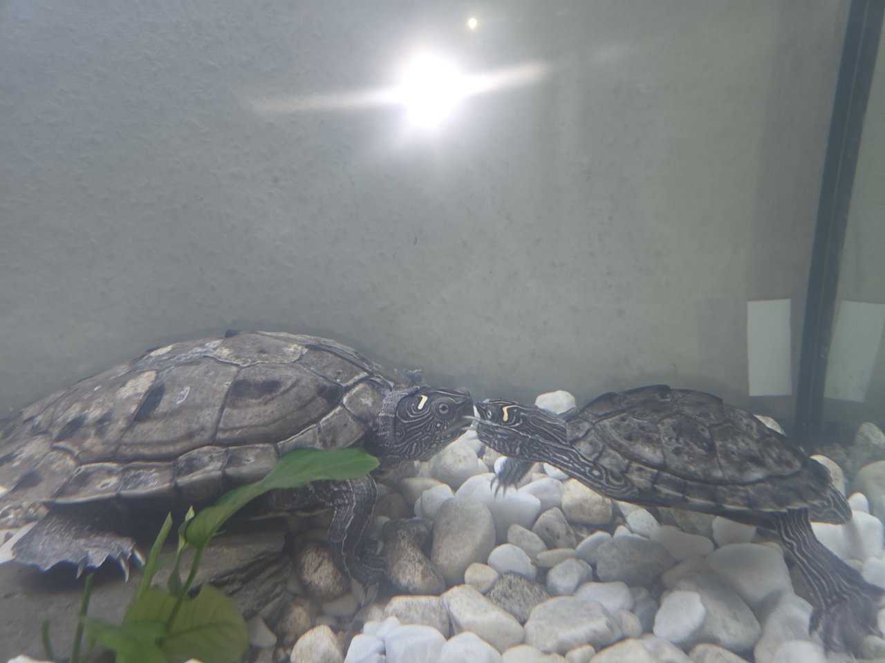 Pärchen Höckerschildkröten - Reptilien - Korbach