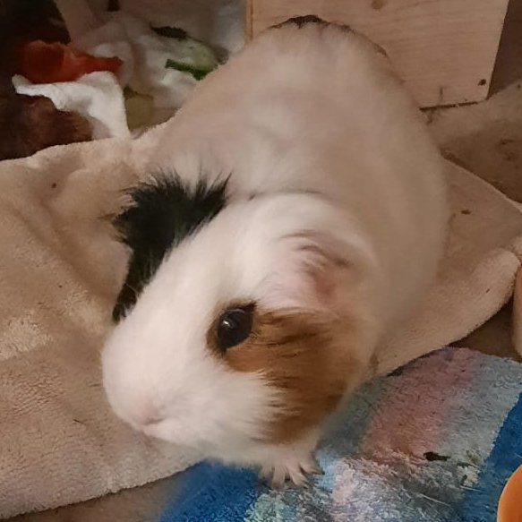 COOKIE - weiblich  4 Jahre  Meerschweinchen - Nagetiere - Lauf an der Pegnitz