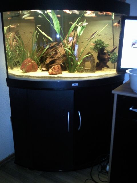 JUWEL TRIGON 190 L Neuwertig, Außenfilter, Wurzel, Gestein, Eckaquarium - Aquarien und Zubehoer - Köln