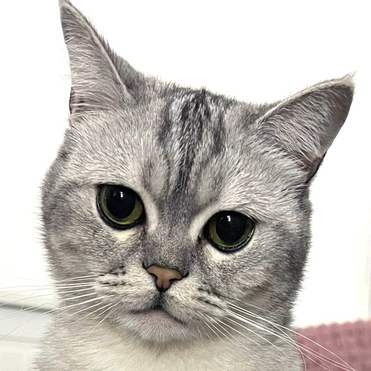 TIMO - männlich  2 Jahre  Britisch Kurzhaar-Mix  Kastriert - Katzen - Lauf an der Pegnitz