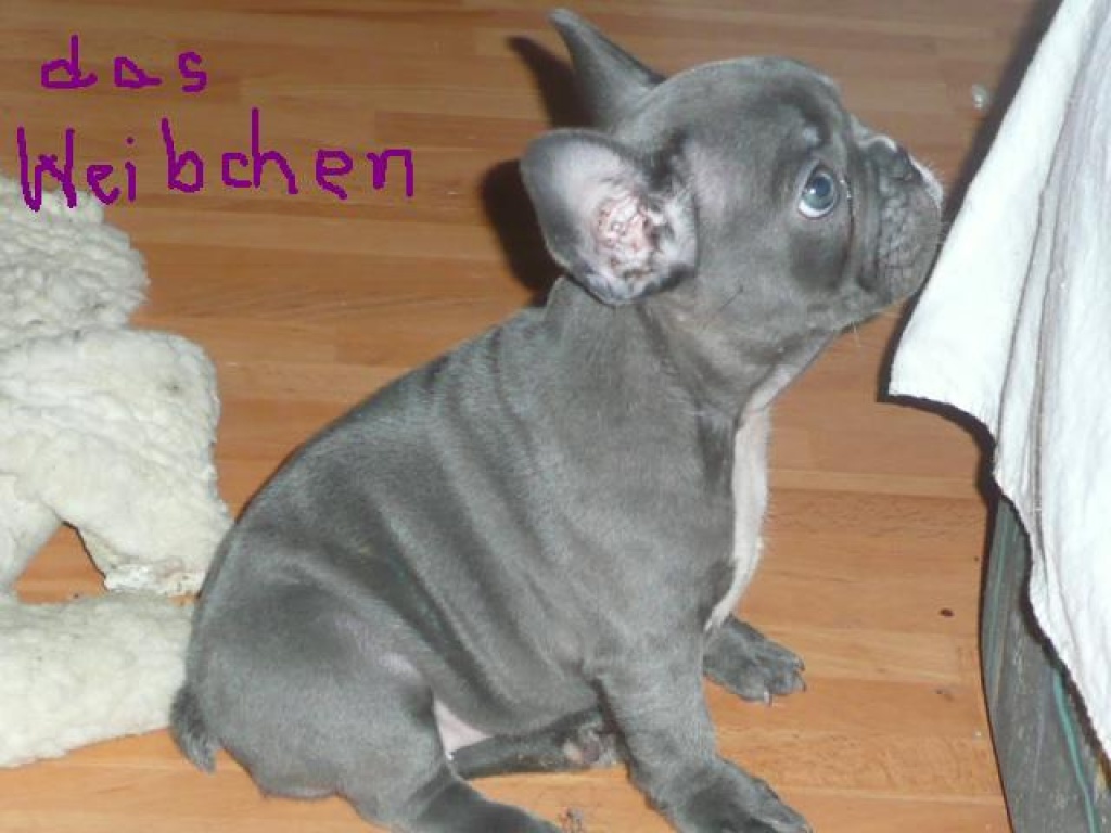 Französische Bulldogge blau - Hunde - kpt. Nalepku 7