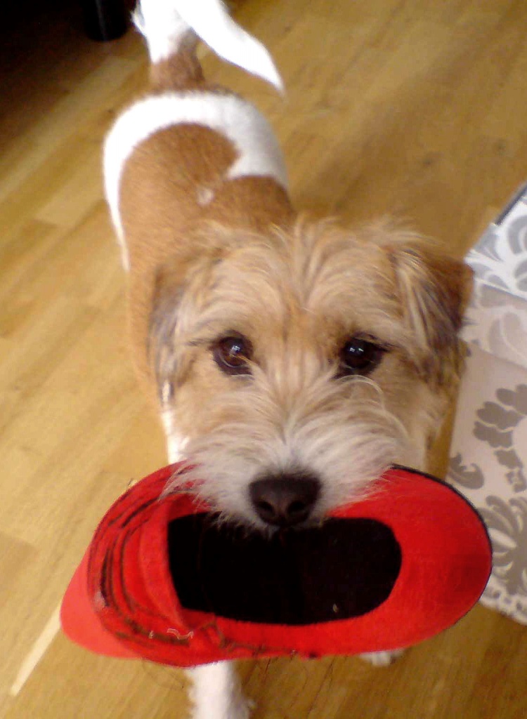 ++Liebevolle regelmäßige Betreuung für kleinen Hund gesucht - Köln/Mediapark++ - Pflegestellen - Köln