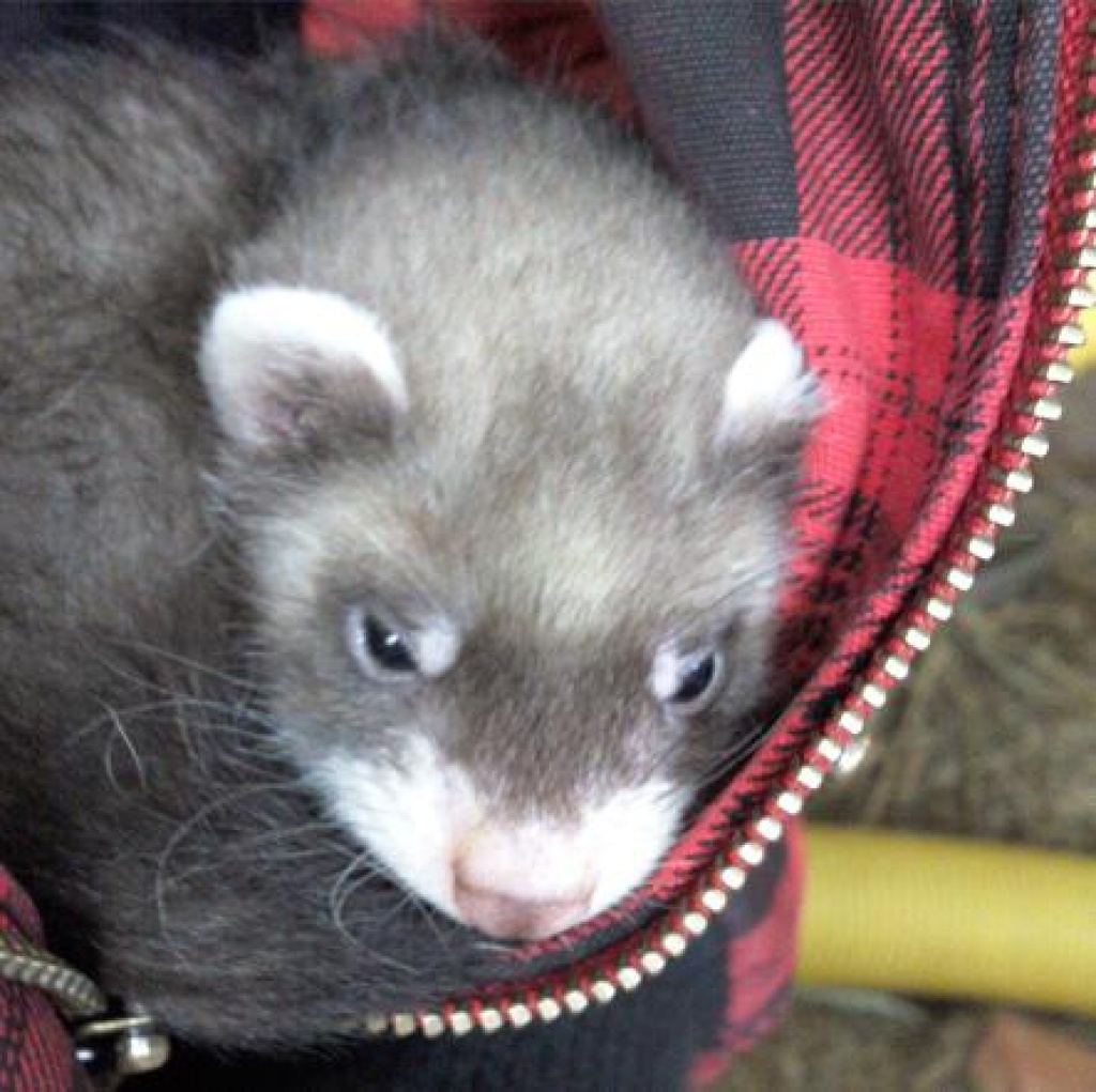 10 Frettchenwelpen ( Iltis, und Siam) suchen ein Zuhause - Nagetiere - Hebertsfelden
