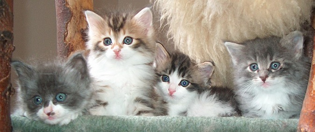 Norwegische Waldkatzenbabys suchen liebevolles Zuhause - Katzen - Kahl am Main