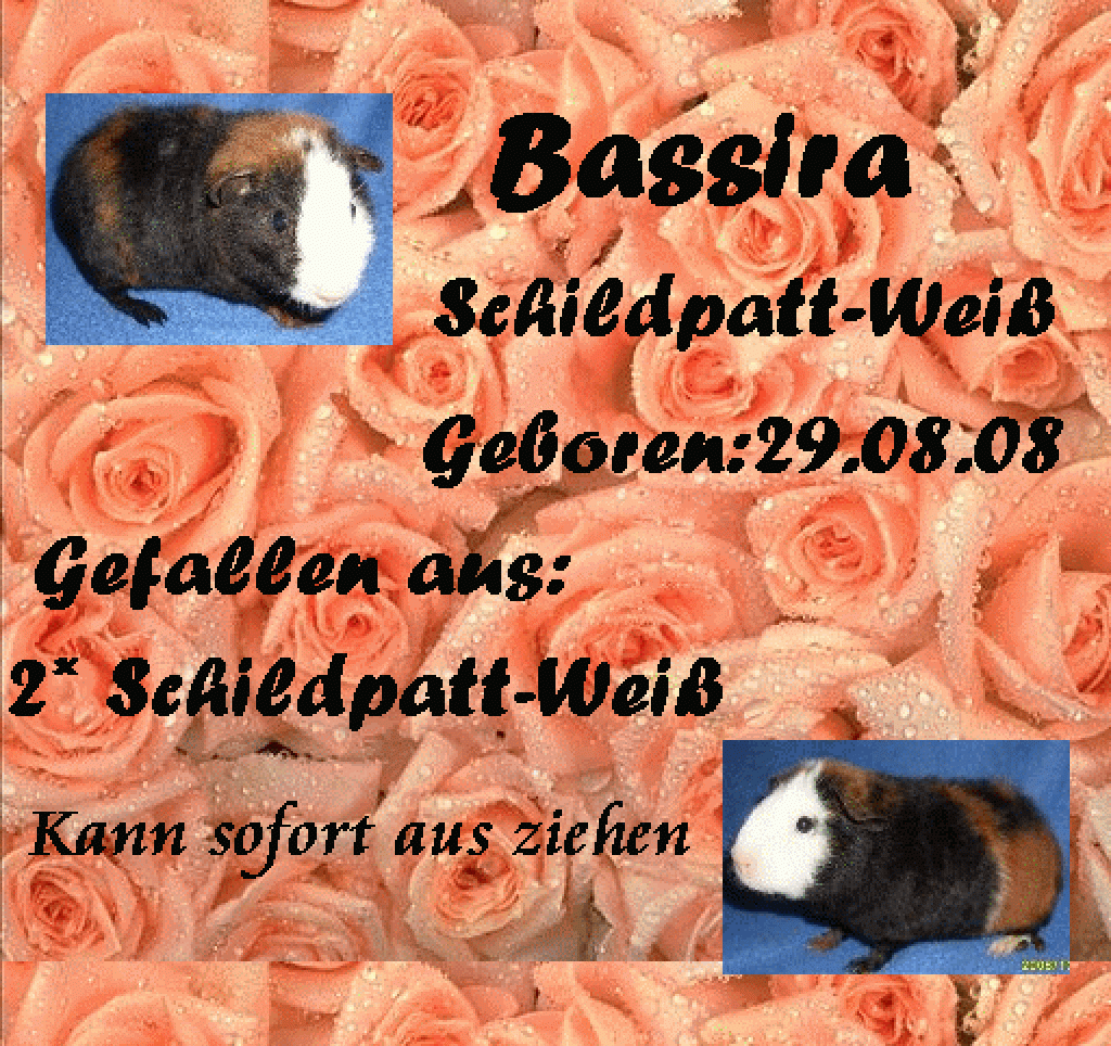 Süße US-Teddys Meerschweine - Nagetiere - Berlin