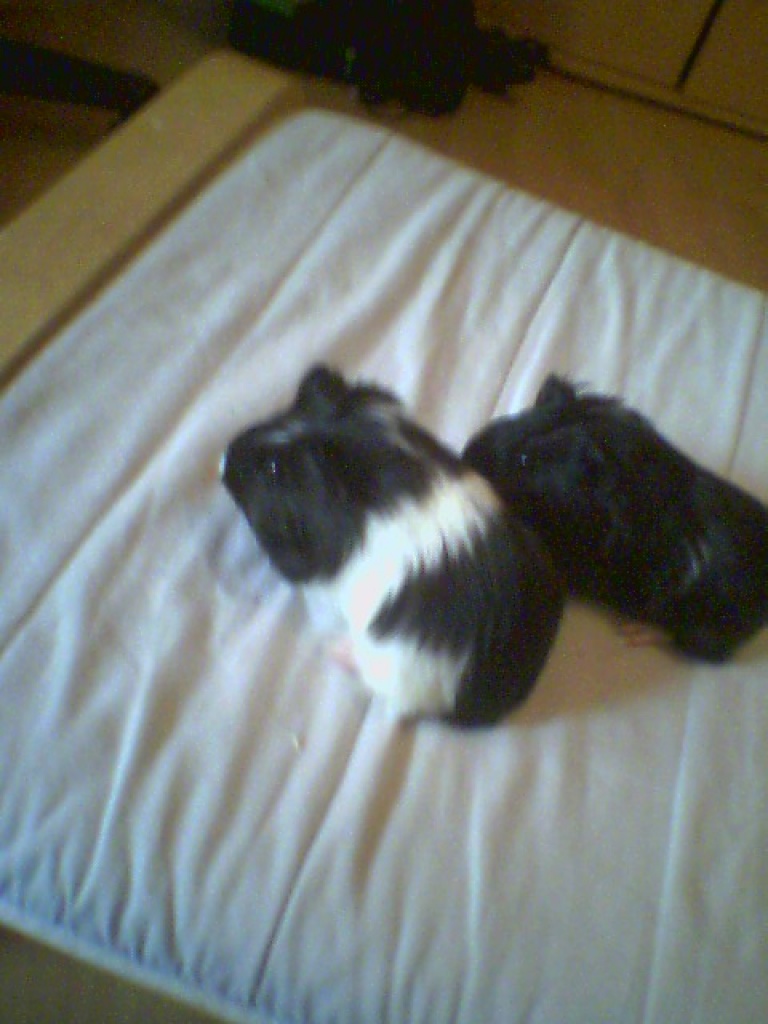 4 liebe kleine Meerschweinchen suchen dringend zu Hause - Nagetiere - Geldern