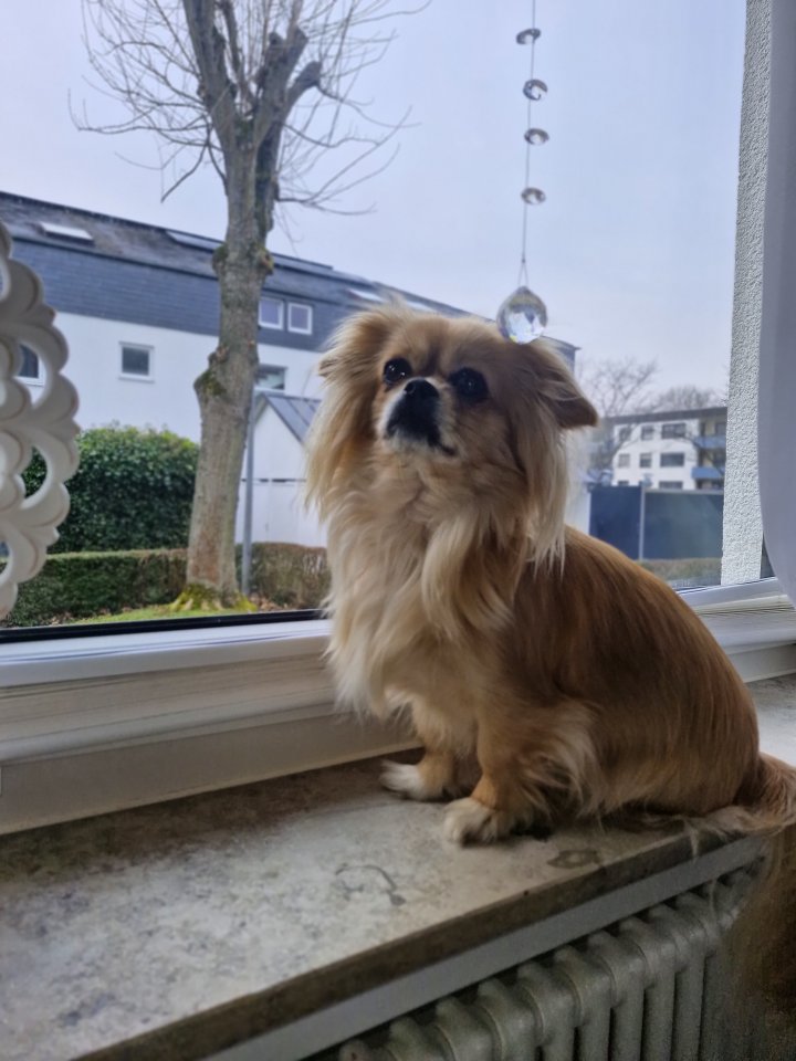 Pekinesen Deckrüde gesucht - Hunde - Koblenz 