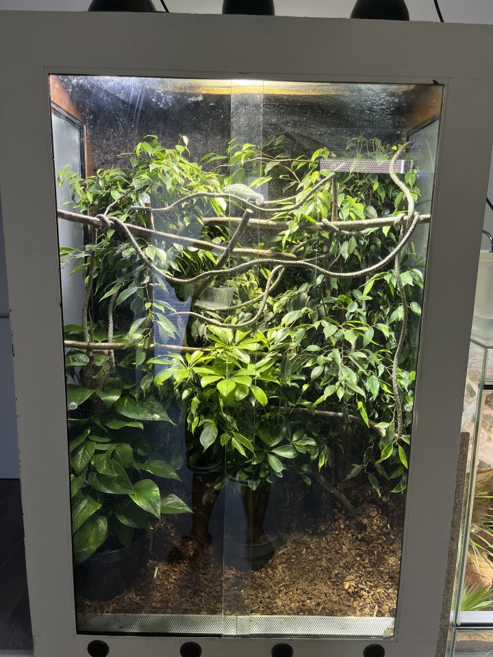 Pantherchamäleon mit Terrarium - Reptilien - Moers
