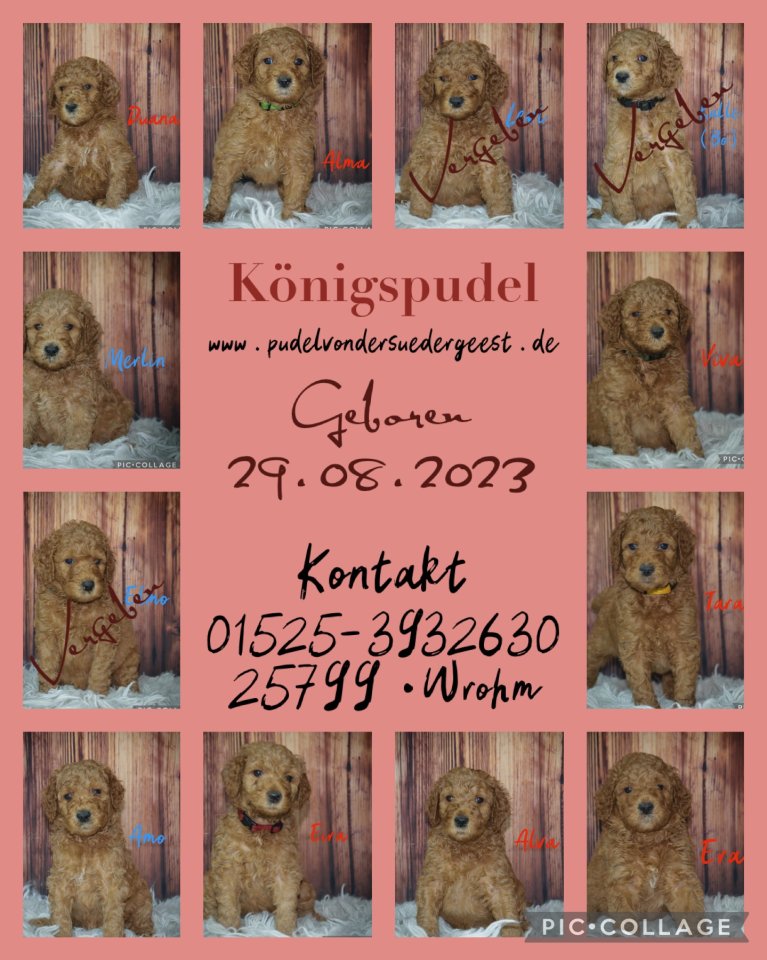 Grosspudel Welpen in Apricot - Hunde - Wrohm