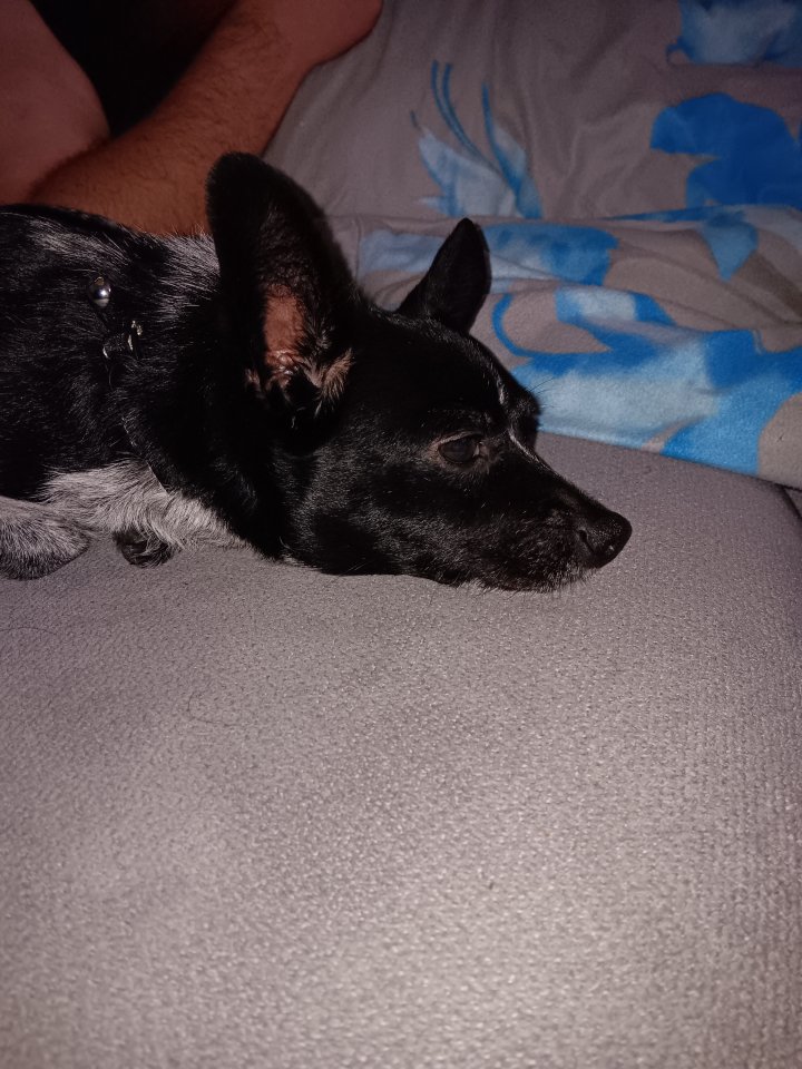 Chihuahua jack russel Hündin - Hunde - Bad fallingbostel