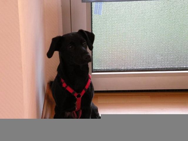 6 Monate alte Labrador-Jack Russel Hündin abzugeben - Hunde - Gütersloh