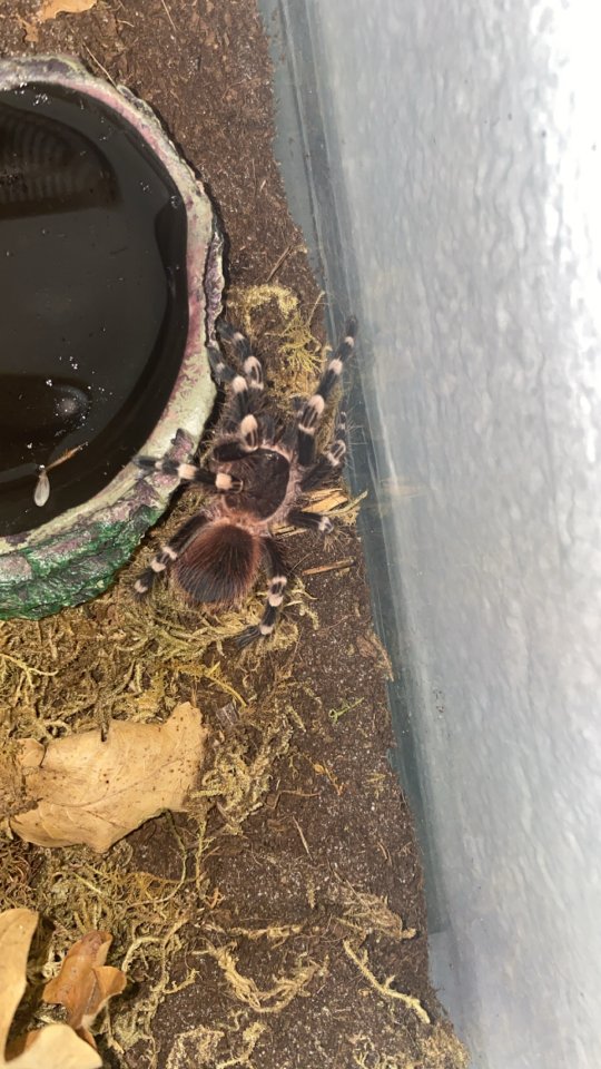Acanthoscurria geniculata - Insekten - Rheine (Schotthok)