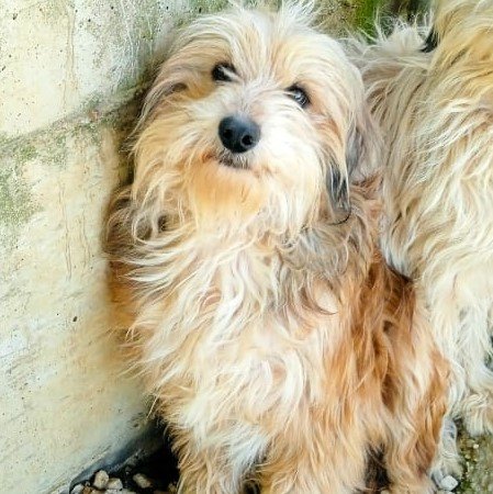 Lucky sucht ein Zuhause - Hunde - Krefeld