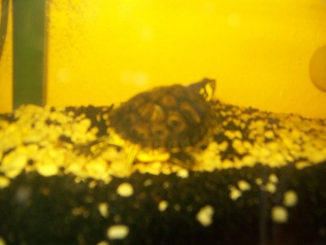 Wasserschildkröten dringen abzugeben ohne zubehör - Aquarien und Zubehoer - krefeld