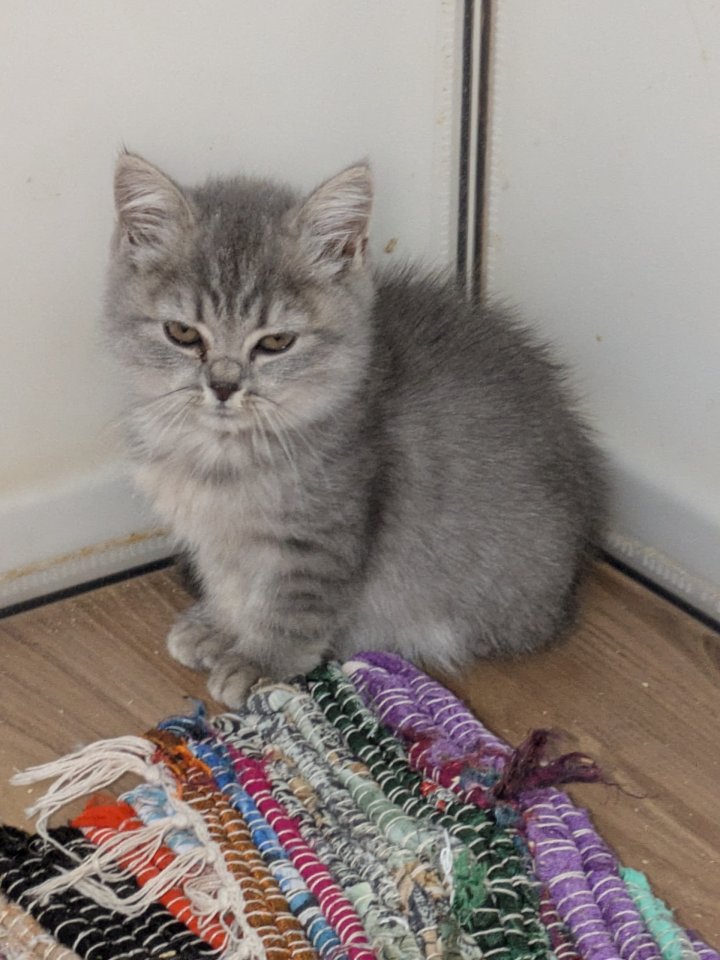 Reinrassige, süße Britisch-Kurzhaar Kitten warten auf Dich! - Katzen - Hof