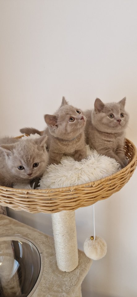 Bkh- kitten Bkh-kitten - Katzen - Niederhonnefeld