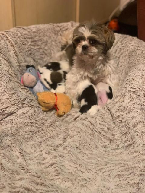 Chihuahua Shih Tzu Welpen  - Hunde - Celle 