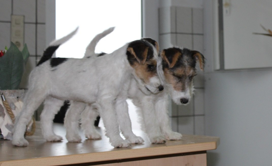 Drahthaar Foxterrier Welpen. - Hunde - Stolzenau