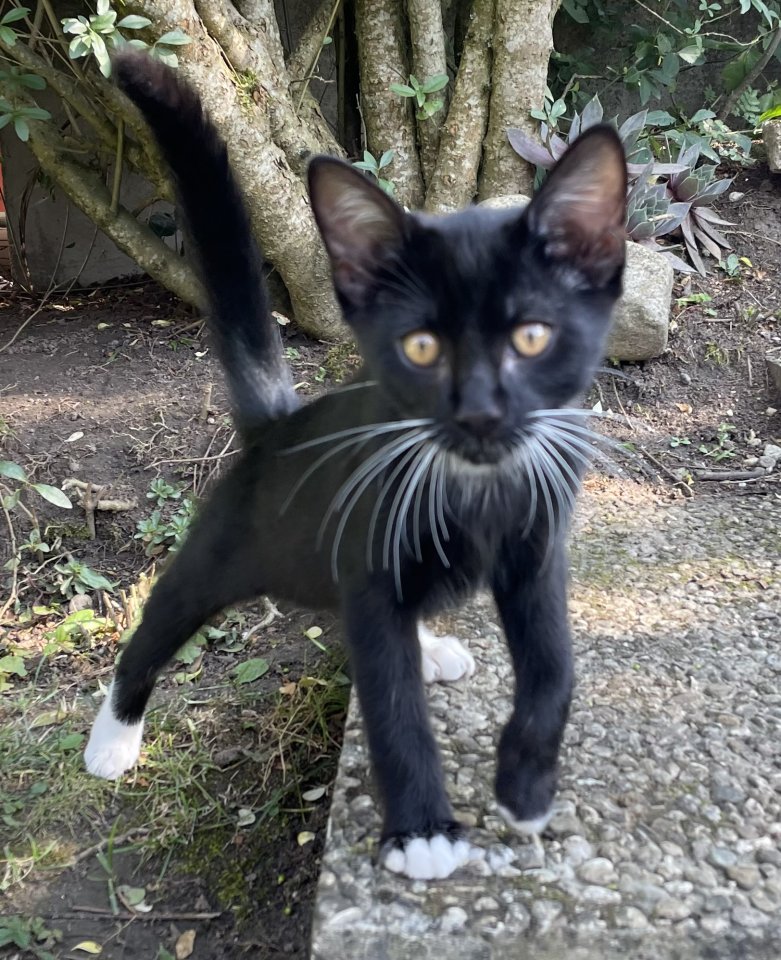Kitten, Kätzchen, Junge, Waldkatze - Katzen - Pfaffenhofen