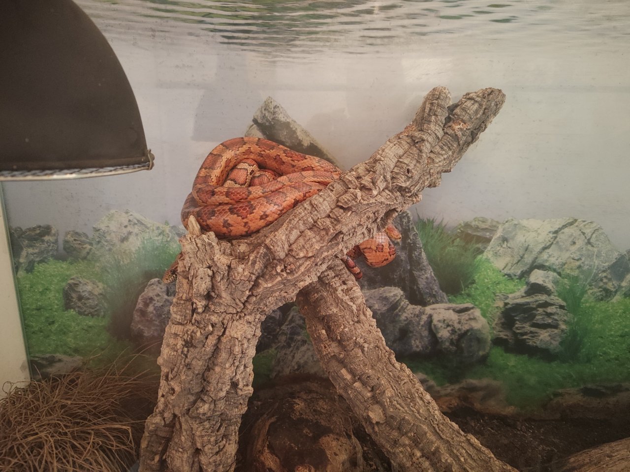 2 Kornnattern ca. 13 Jahre - männlich und weiblich - Reptilien - Bad Gandersheim