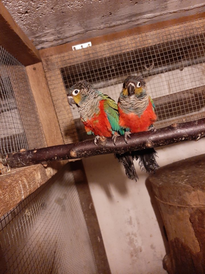 Rotbauchsittich Weibchen - Voegel - Ot - Holzendorf