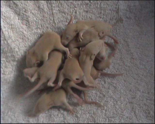 Hobby Farbrattenzucht Jolly B.Rattery - Ratten - 