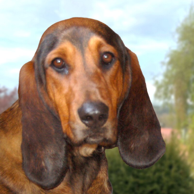 STELLANI - weiblich 1 Jahr 53 cm 26 kg Mix gechipt  kastriert - Hunde - Lauf an der Pegnitz
