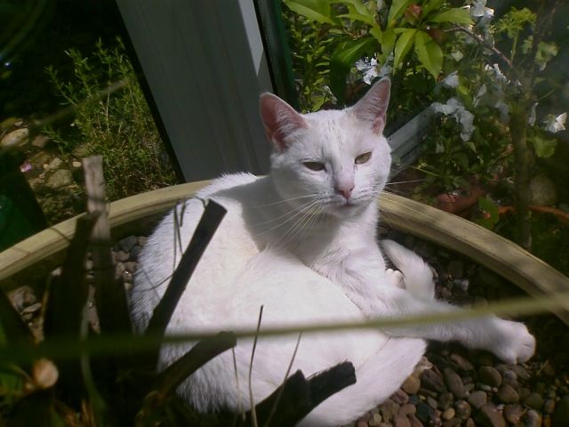 Weisse Katze entlaufen -   Klara   wird sehr vermisst - Belohnung fuer Fund - Entlaufen Zugelaufen - Bremerheerstraße 10 A ( bei B6-Brücke ) Heilshor