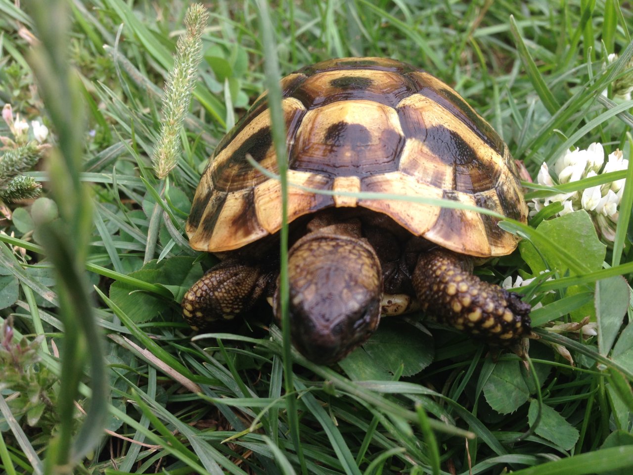 Griechische Landschildkröten NZ 2022 - Reptilien - Kleinblittersdorf