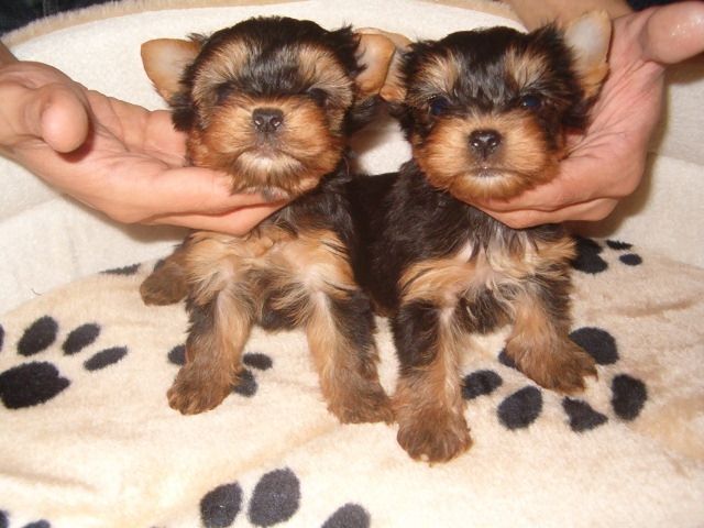 Yorki welpen - Hunde - salzburg