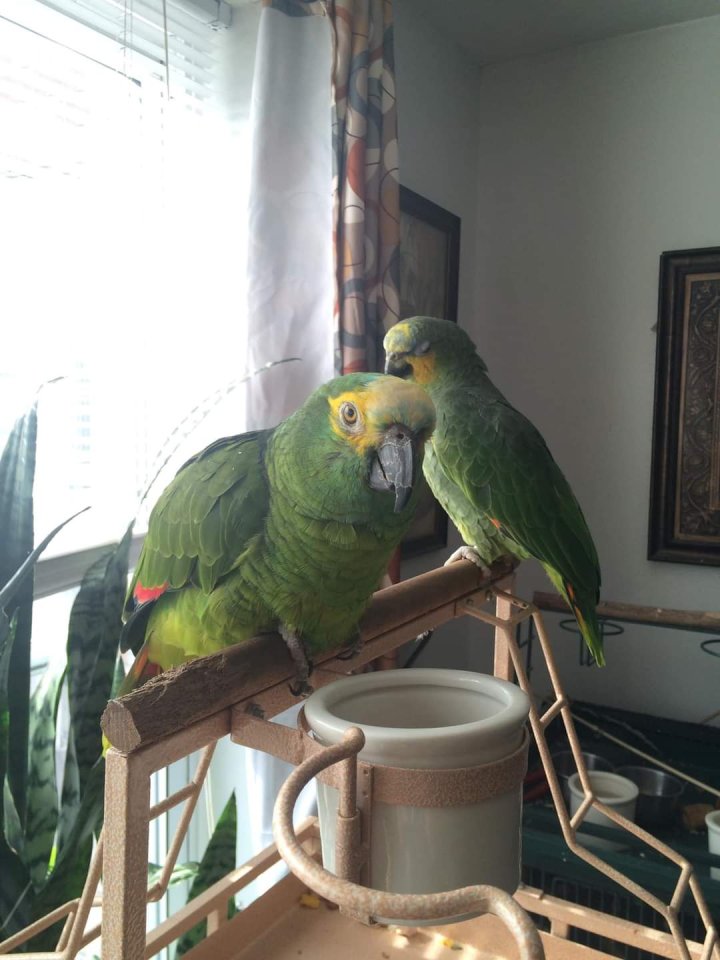 Blaustirnamazonen und Grünzügelpapageien - Voegel - Bremen