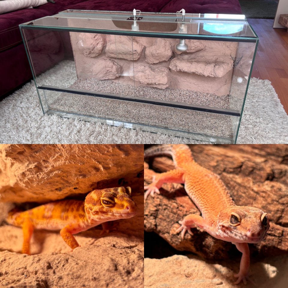 2 Leopardgeckos (Weibchen) & Terrarium + Zubehör - Reptilien - Hannover