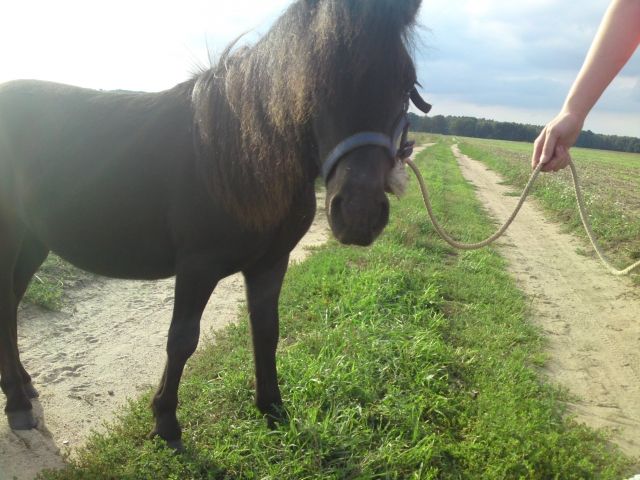 Shetlandpony-wallach - Pferde - Wittstock